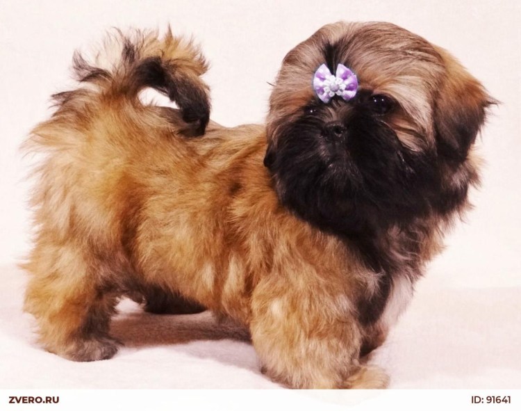 Ши тцу Гермес