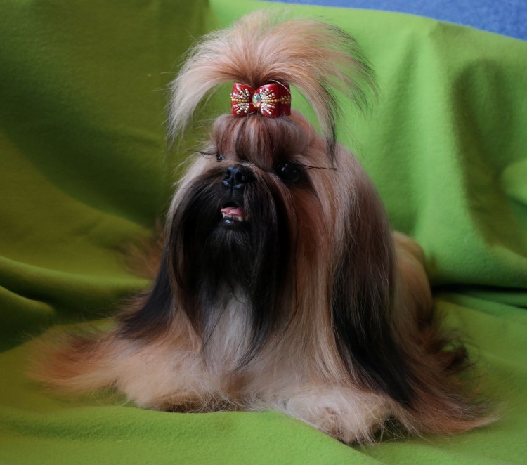 Ши тцу Чубака