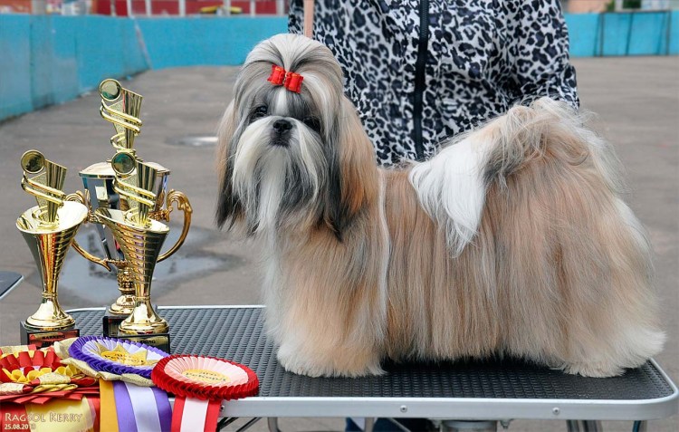 Ши тцу золотой