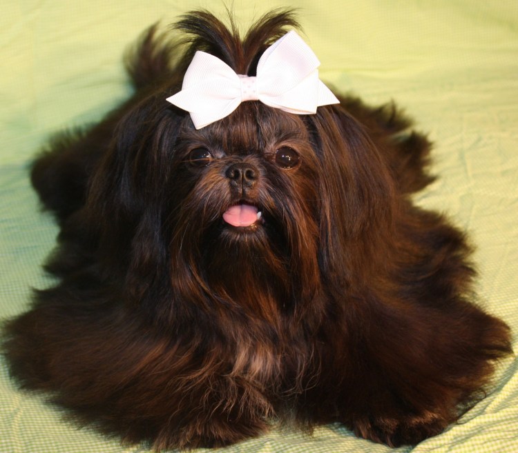 Золотистый ши тцу