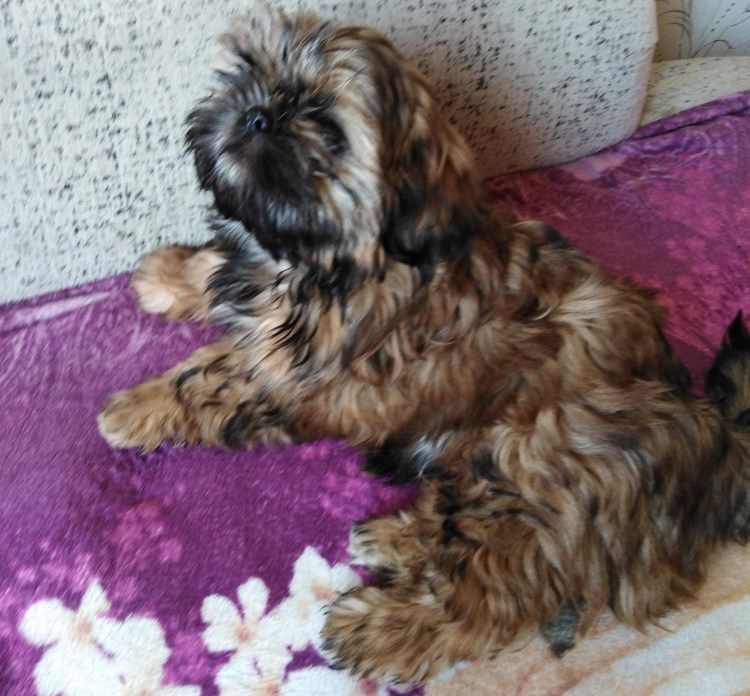 Ши тцу тигровый окрас