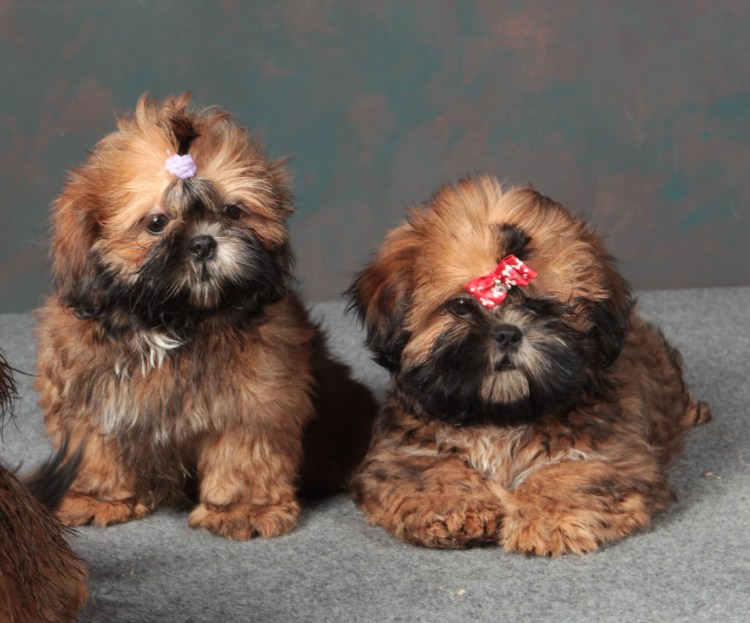 Шоколадный ши тцу