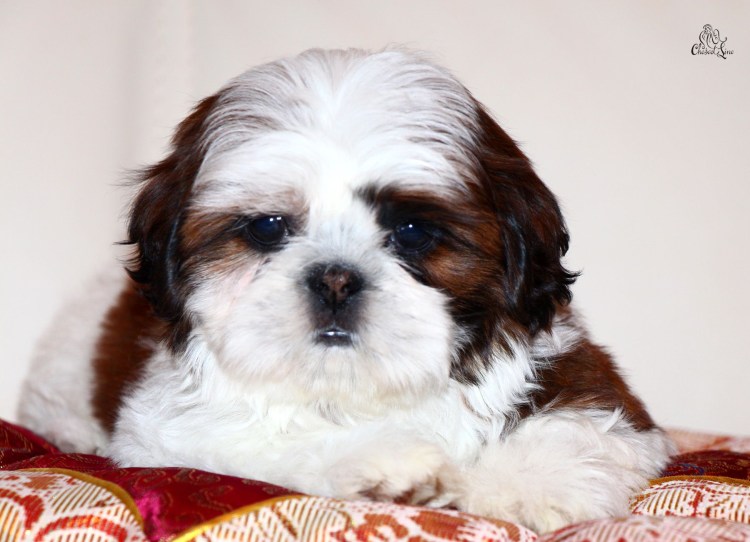 Ши тцу морда