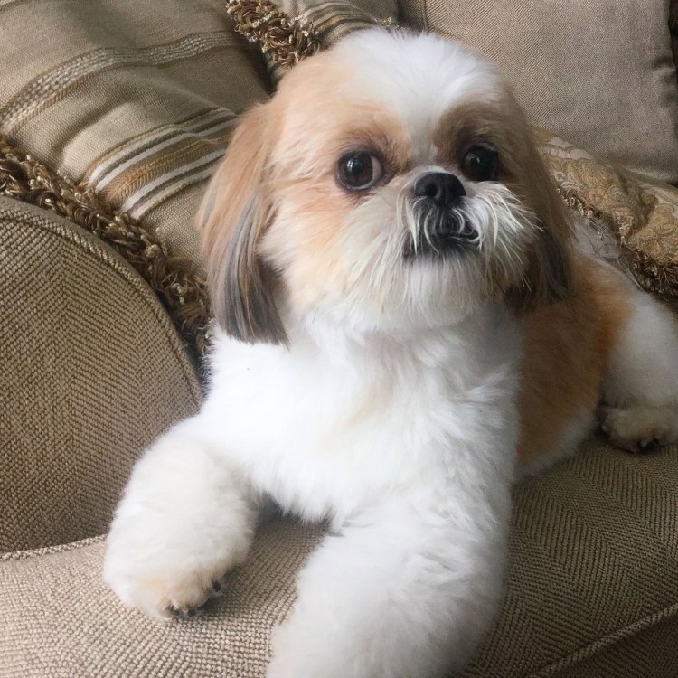 Ши тцу черный