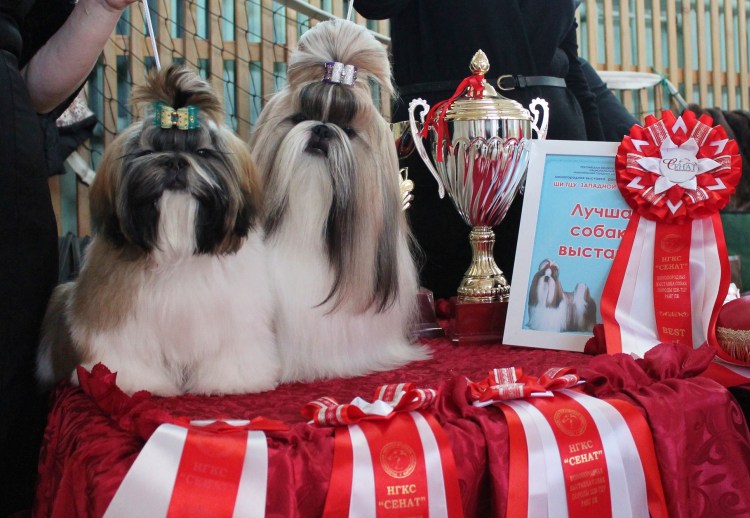 Ши тцу Императорская собака