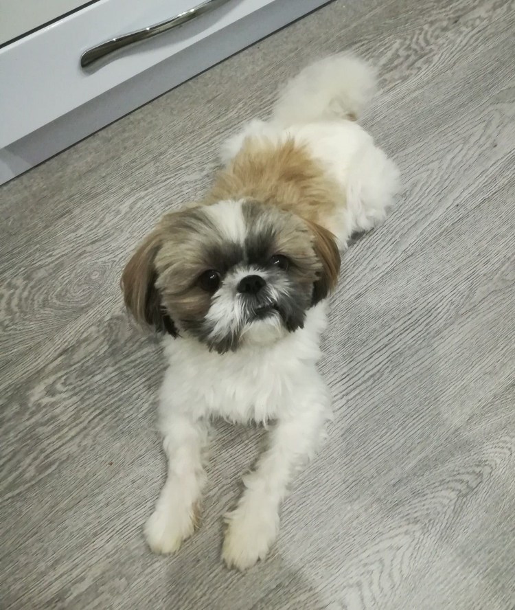 Щенки ши тцу