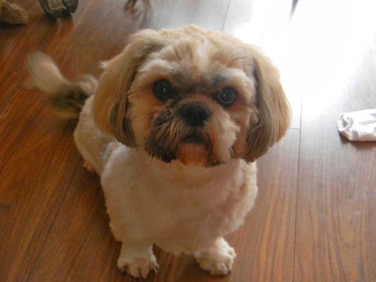 Ши тцу белый