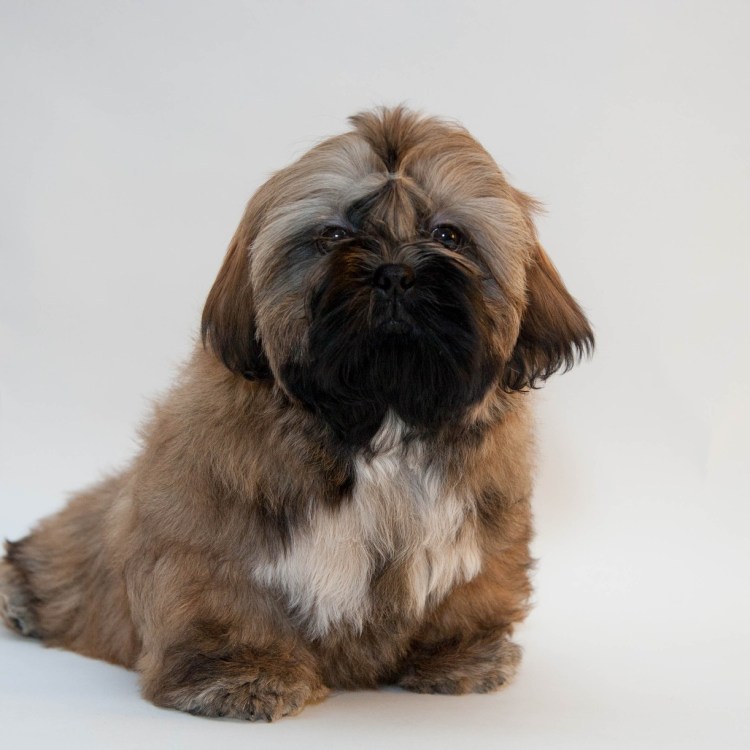 Ши-тцу красное золото