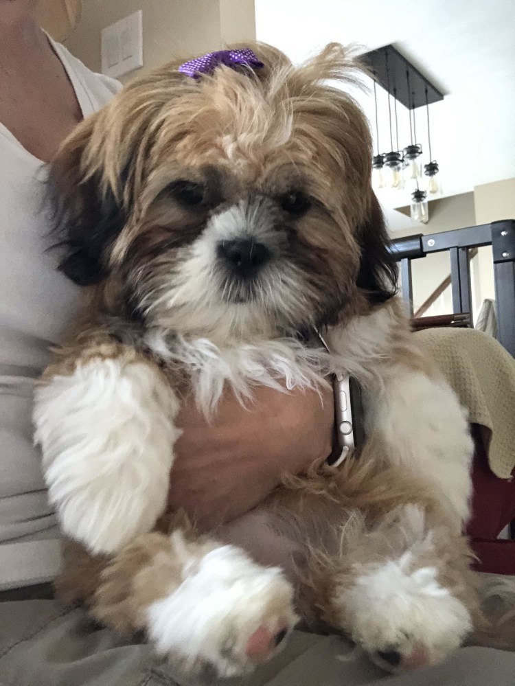 Ши тцу взрослая