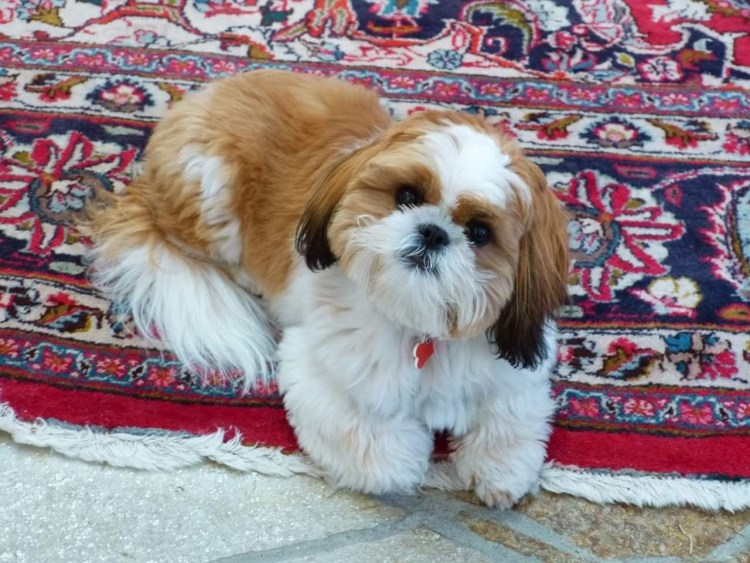 Ши тцу коричневый