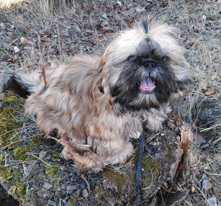 Ши тцу золотой окрас