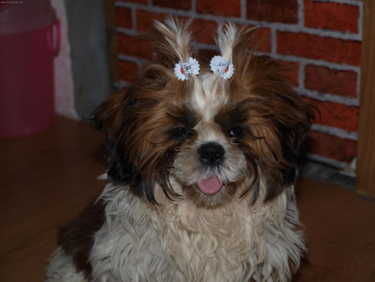 Щенок йоркширского терьера и шитцу черный