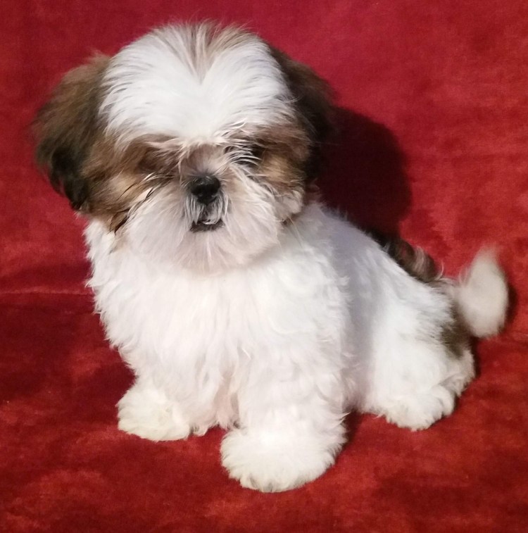 Ши тцу бело золотой