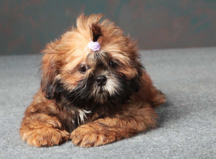 Ши тцу золотой