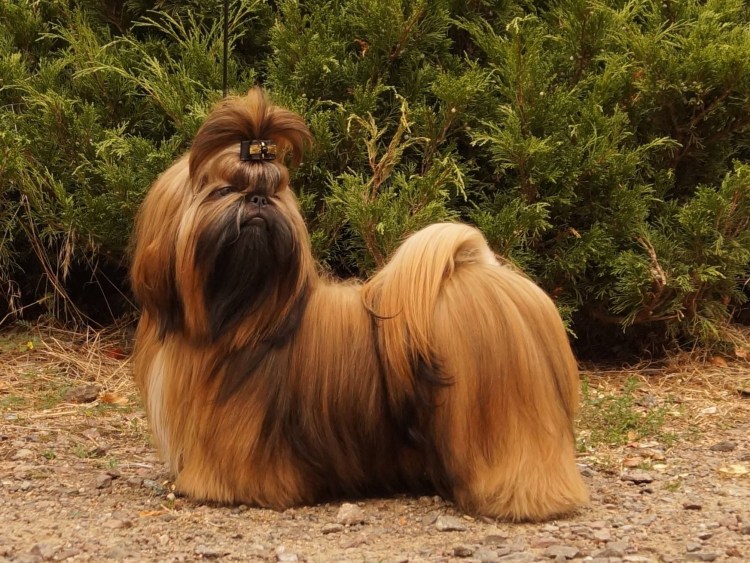 Груминг ши тцу