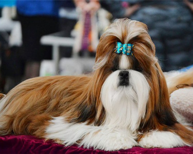 Ши тцу золото