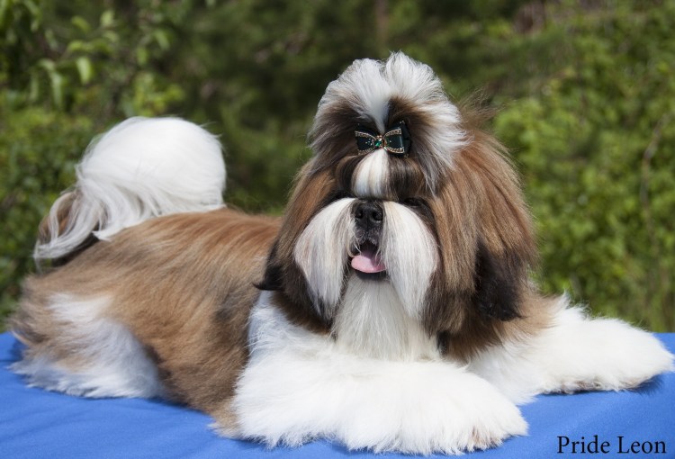 Груминг ши тцу