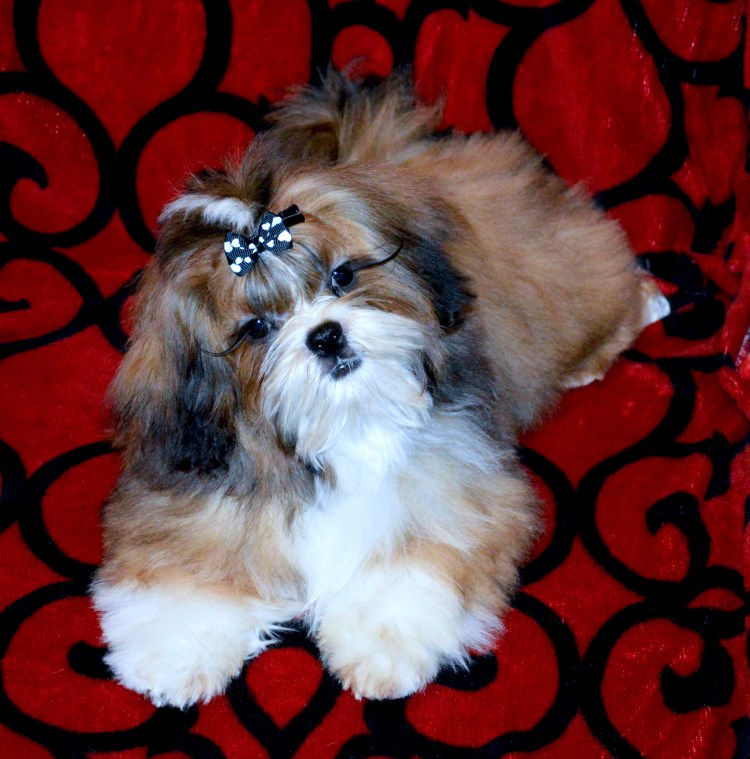 Ши тцу белый