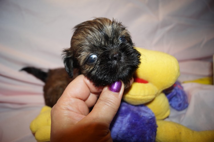 Ши тцу Бусинка