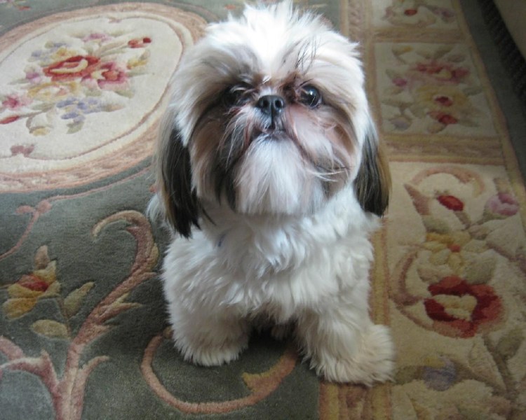 Ши тцу в студии