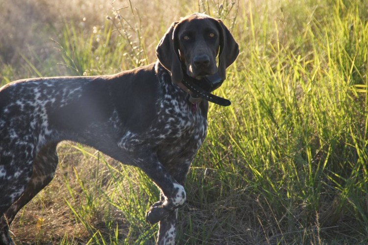 Легавая Курцхаар
