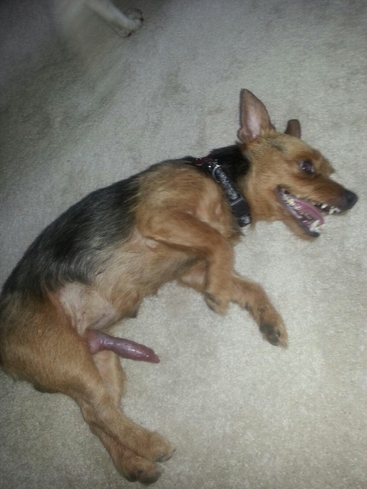 Член кобеля немецкой овчарки