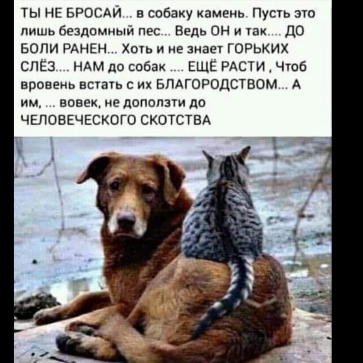 Тупая собака