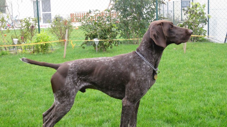 Порода собак немецкий Курцхаар