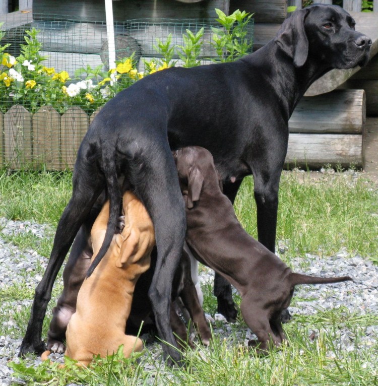 Английский Пойнтер черный
