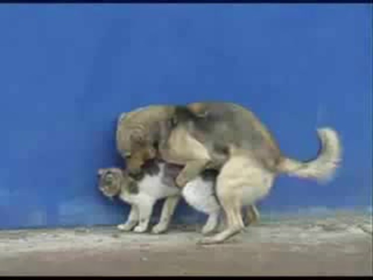 Собаки спариваются