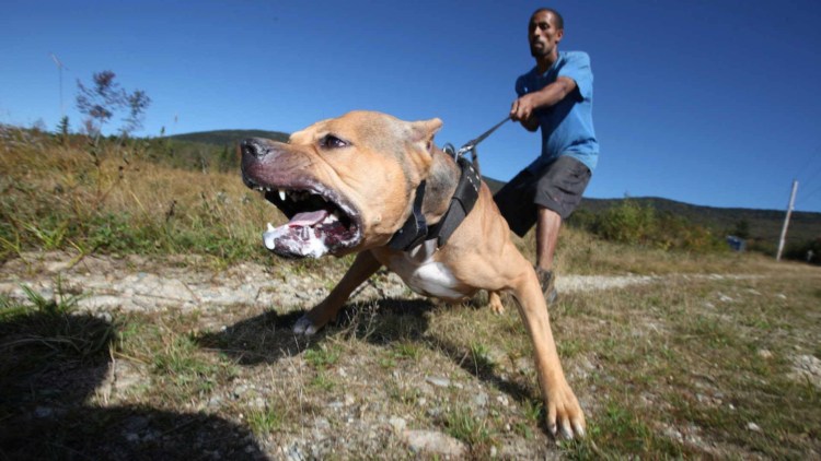 Собаки слипаются при спаривании