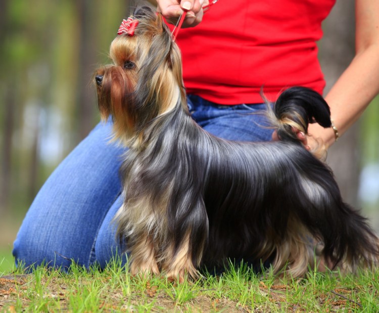 Йоркширский терьертерьер стандарт