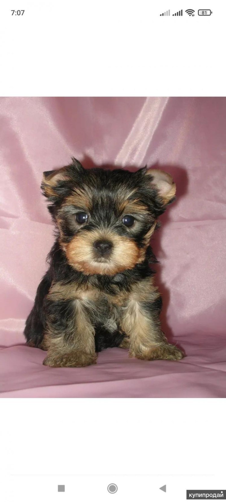 Терьер Йоркширский Малошерстный