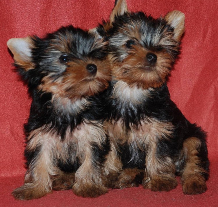 Ергорсткий тирер щенки