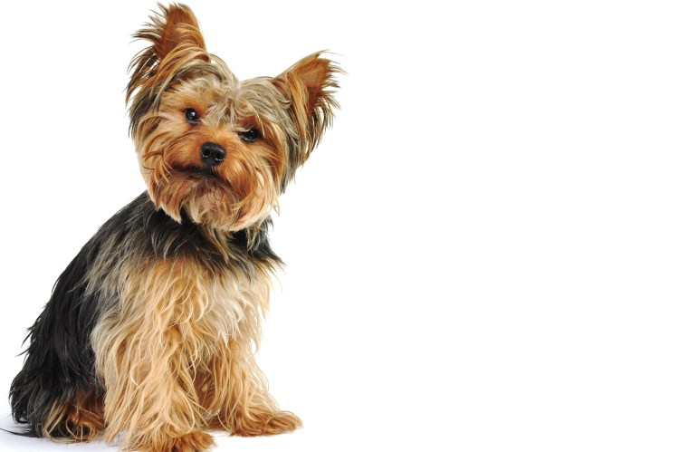 Йоркширский тойтерьер