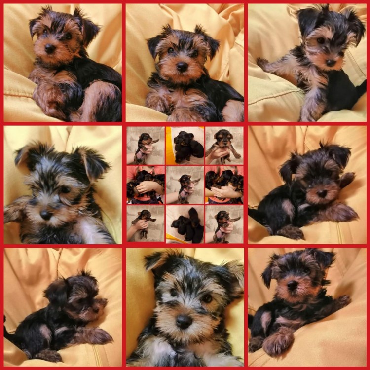 Йоркширский терьер