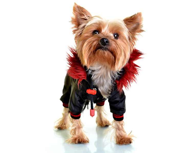 Возраст йоркширского терьера по человеческим меркам