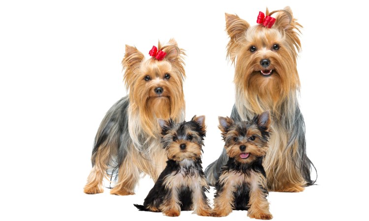 Йорк стандарт