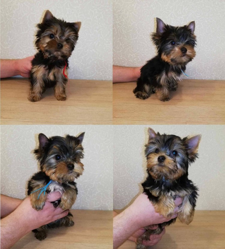 Йоркширский терьер короткошерстный