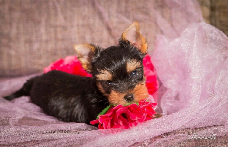 Йоркширский терьер Крысолов