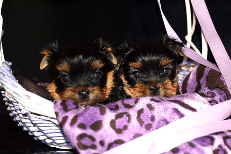 Баффи Йоркширский терьер