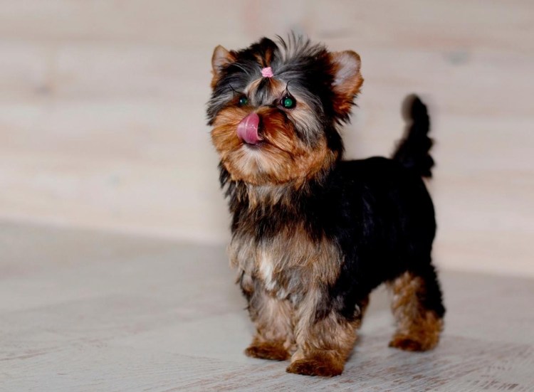 Золотистый Йоркширский терьер