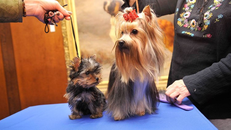 Йоркширский терьер короткошерстный