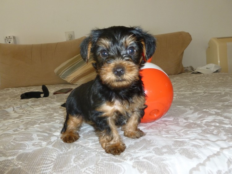 Карликовый ёршский терьер