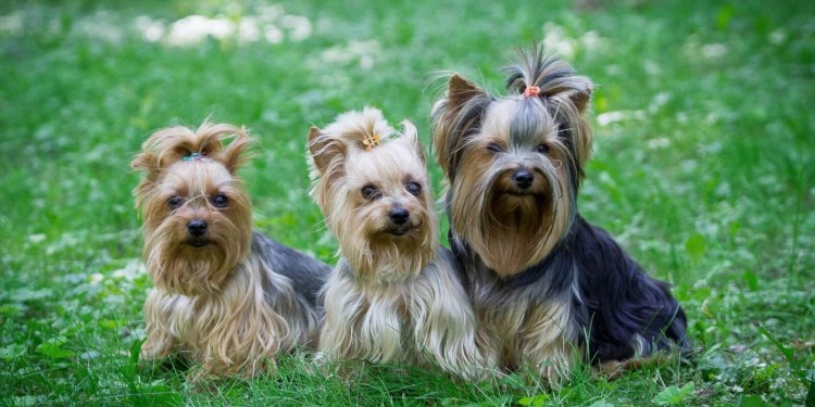 Йоркширский терьер вельш