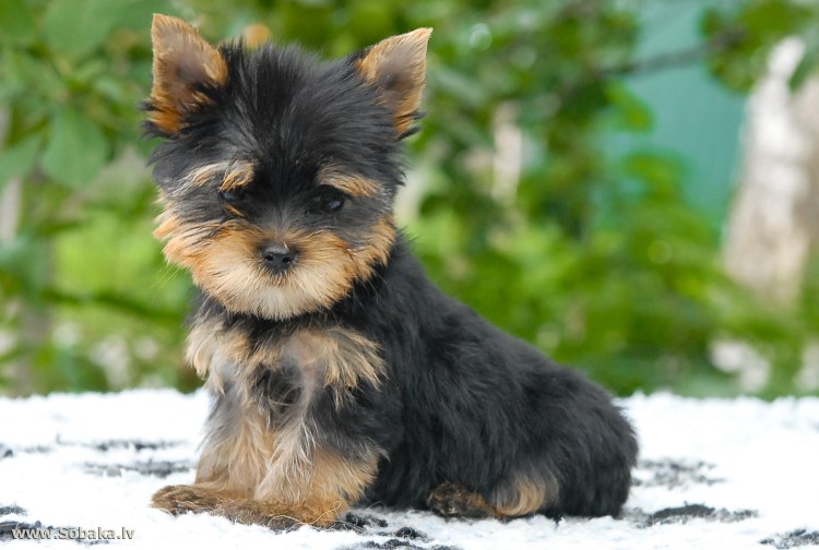 Йорк кушает