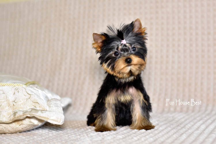 Чистопородный Йоркширский терьер