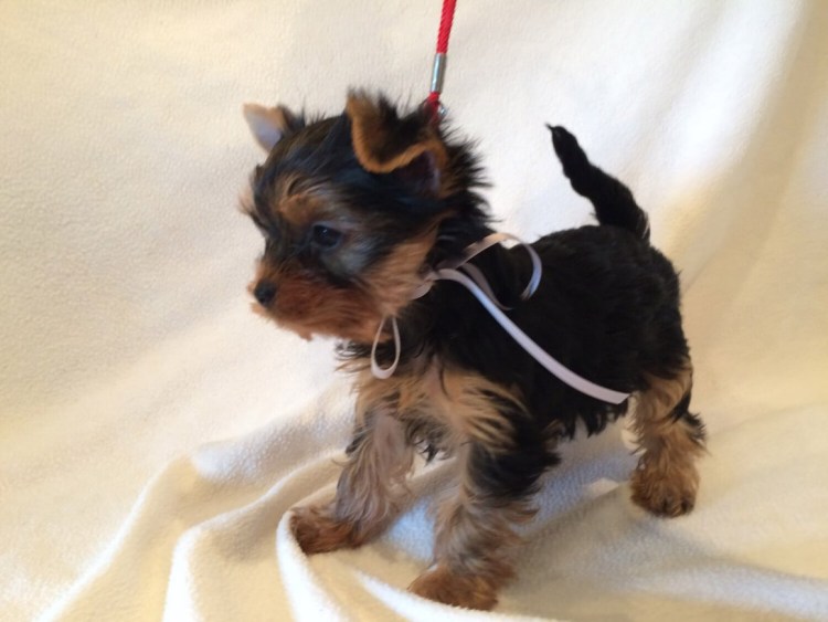 Чихуа таблица веса щенков