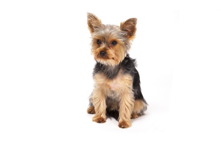 Йоркширский терьер