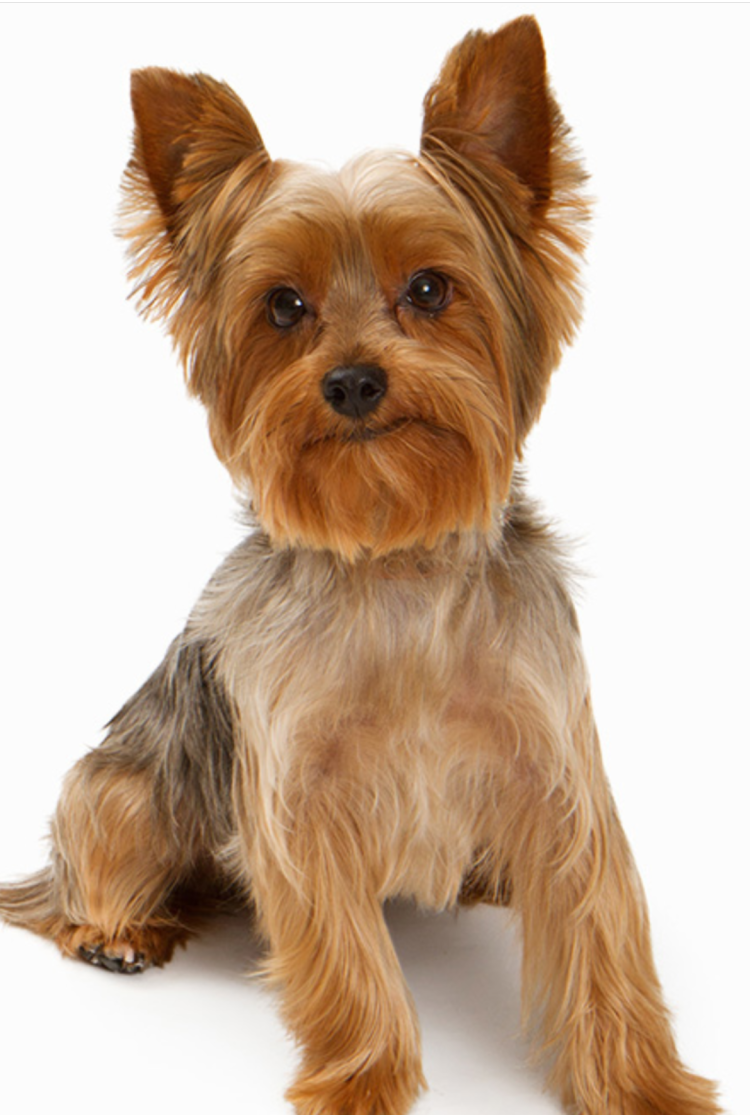 Йорк терьер с щенками на белом фоне